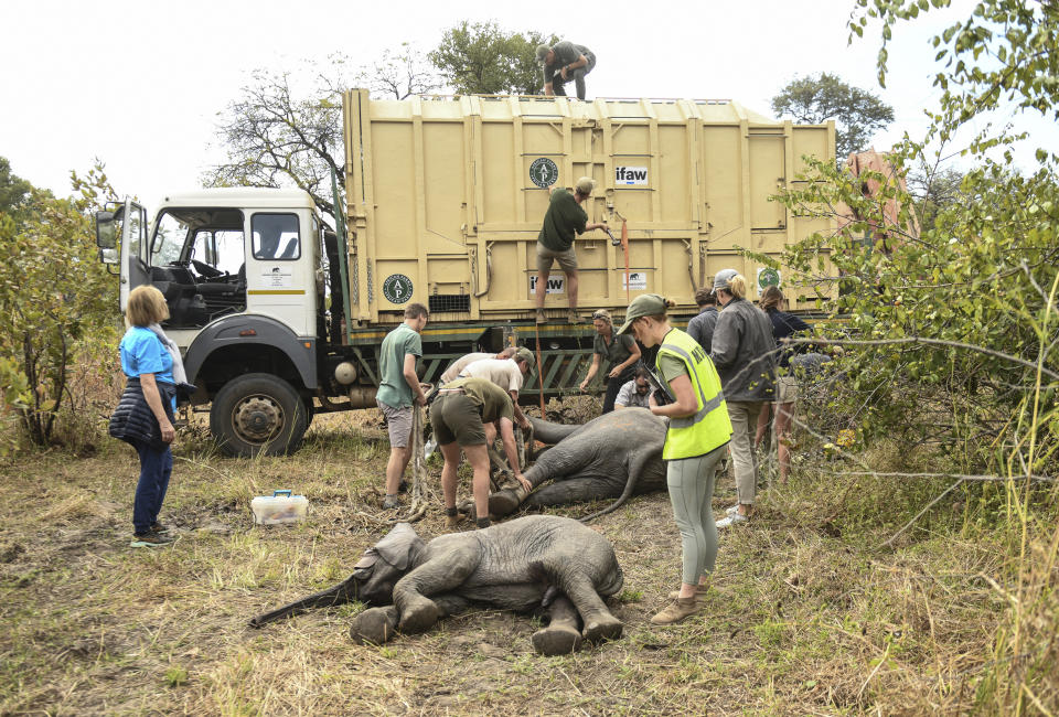 FILE - Elephants are prepared to be hoisted into a transport vehicle at the Liwonde National Park southern Malawi, July 10 2022. In neighbouring Zimbabwe, National Parks is moving more than 2,500 wild animals from a southern reserve to one in the country’s north to rescue them from drought, as the ravages of climate change replace poaching as the biggest threat to wildlife. (AP Photo/Thoko Chikondo, File)