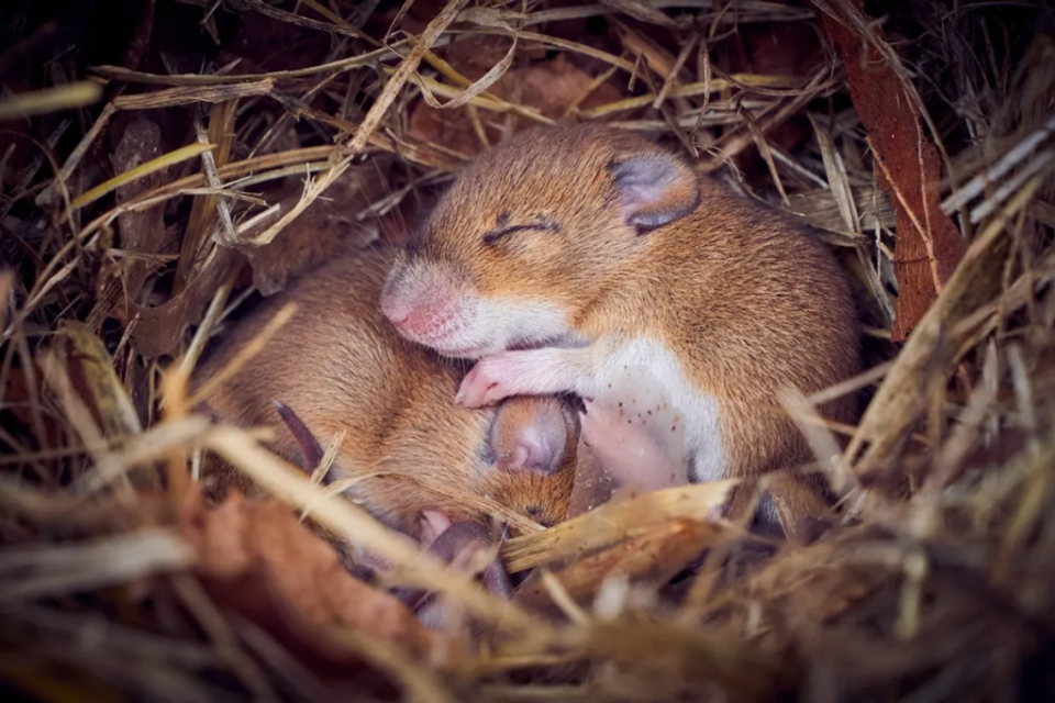 老鼠選擇睡眠地點會受社交關係影響，睡在一起的老鼠會有同步的睡眠模式。（圖／<em>Shutterstock</em>）