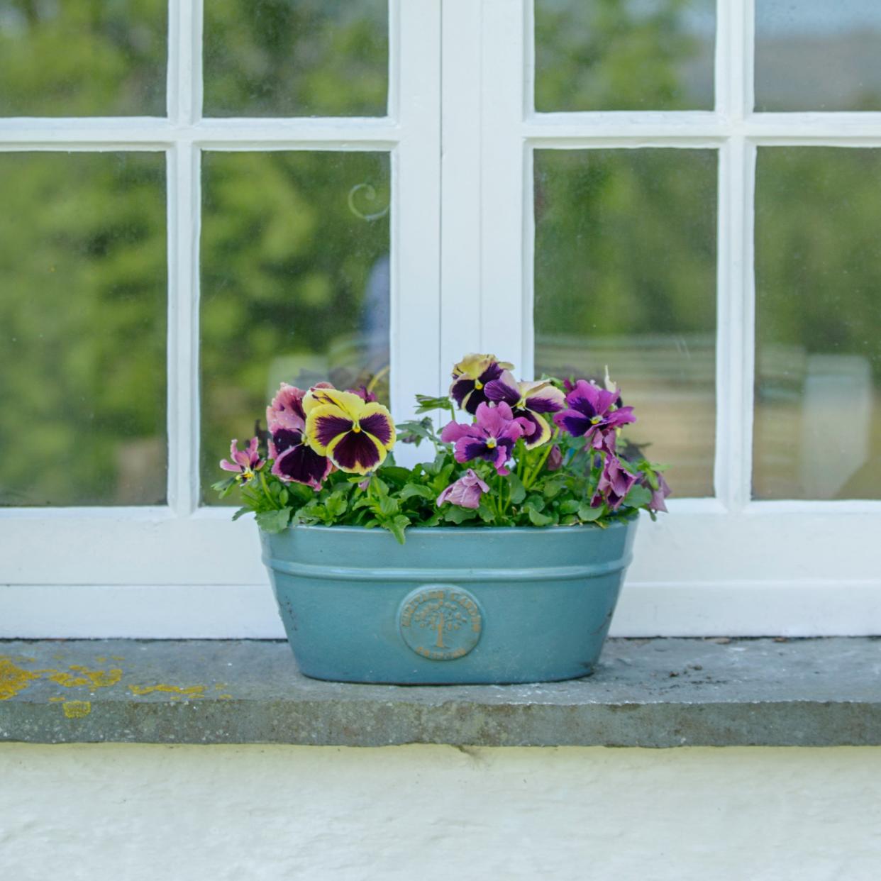  A window box with pansies. 