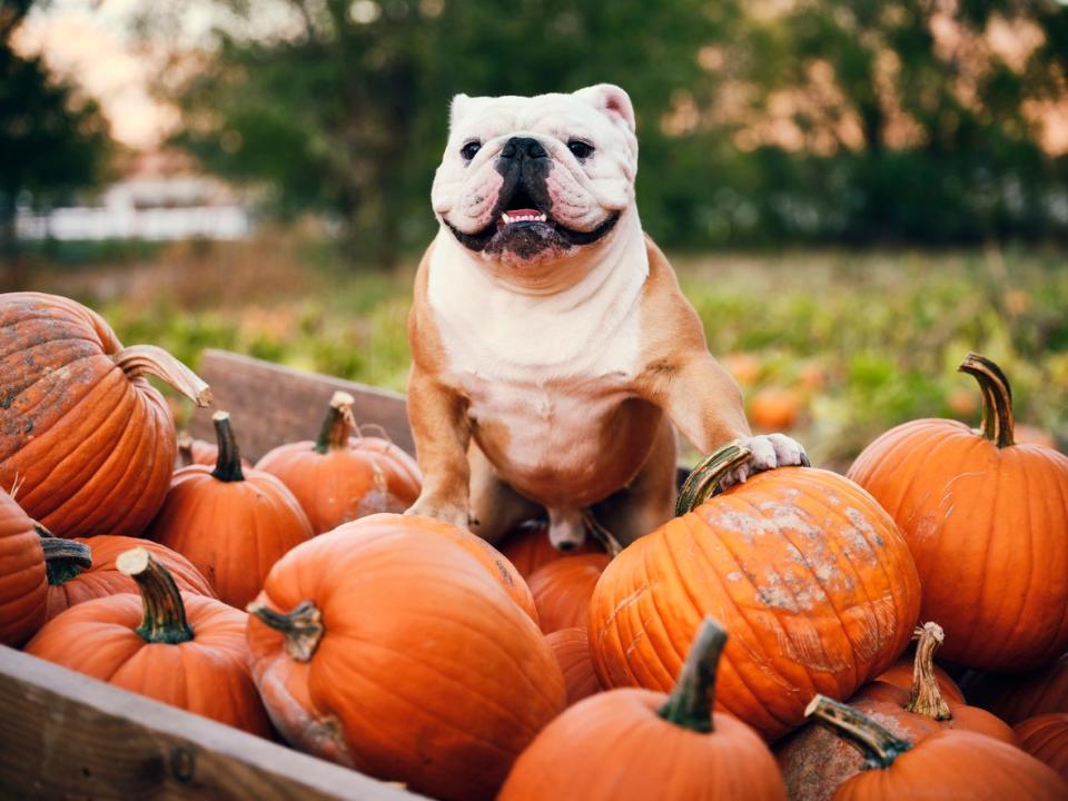 how to keep squirrels away from pumpkins