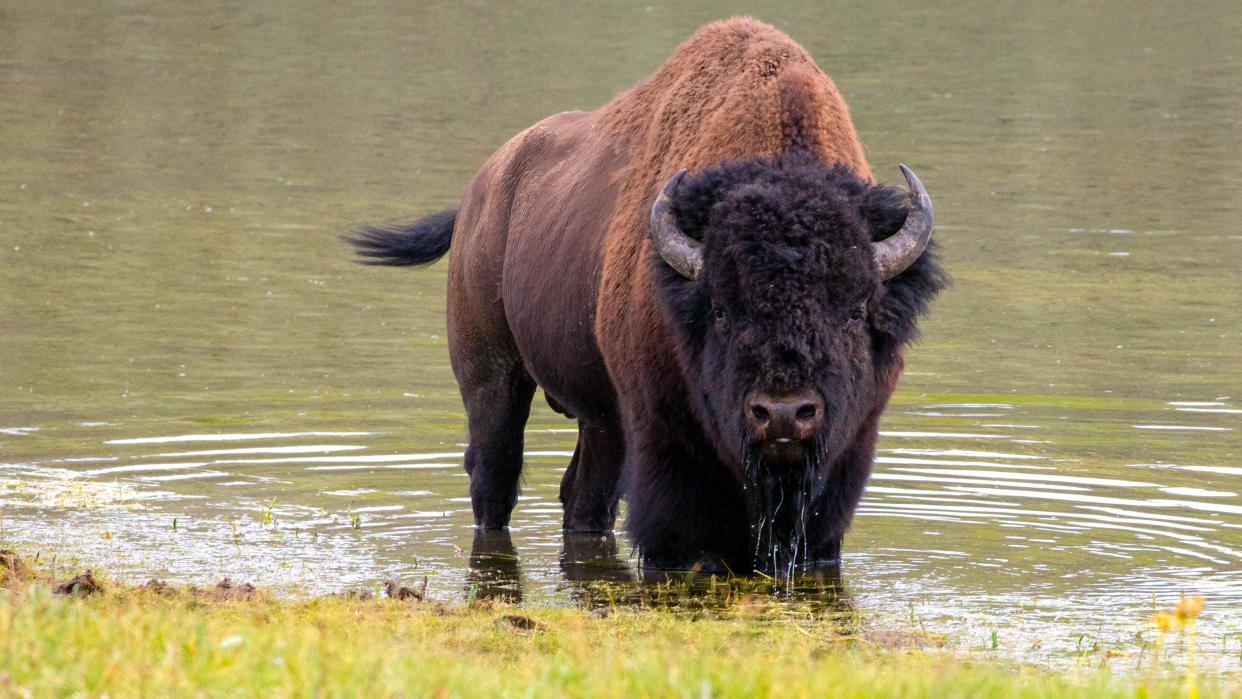  Bison standing in river at Yellowstone National Park, facing photographer. 