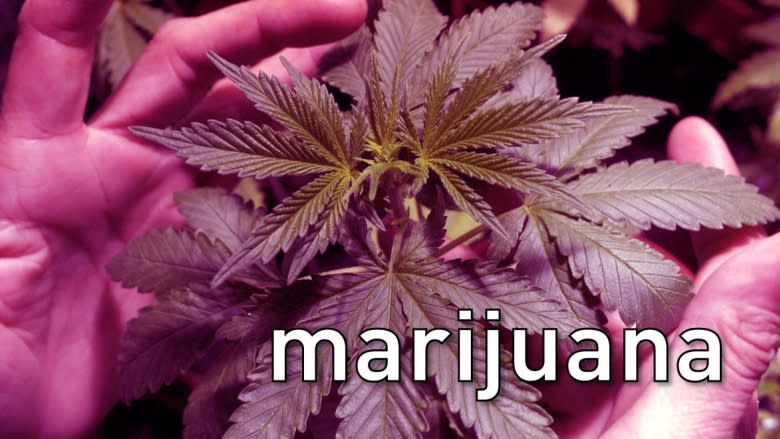 Weed, cannabis, pot or marijuana: what's the difference?