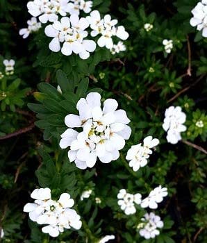 Greenwood Nursery/Live Perennial Plants - Candytuft + Iberis Sempervirens - [Qty: 3X Pint Pots] - (Click for More Options/Quantities)