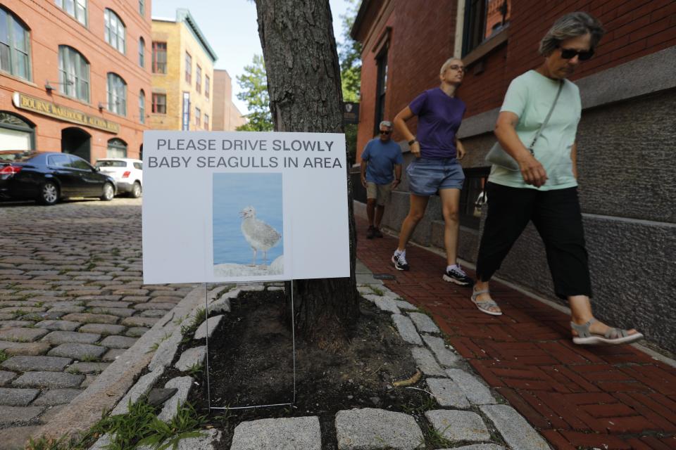 Visitors to the city walk past a sign asking motorists to slow down for baby seagulls on Acushnet Avenue in downtown New Bedford.