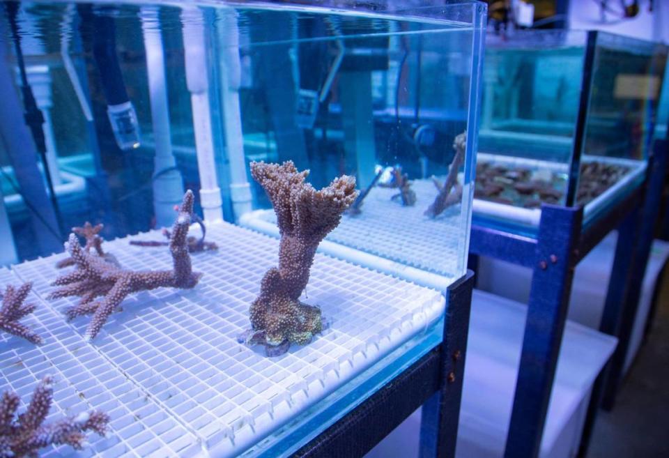 Fragmentos de coral en un laboratorio de la Escuela Rosenstiel de Ciencias Marinas, Atmosféricas y de la Tierra, el martes 1º de agosto de 2023, en Miami, Florida. Lauren Witte/lwitte@miamiherald.com