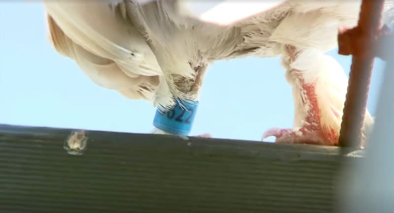 A tag is seen on the leg of "Joe", a pigeon that reached Australia from the U.S., in Melbourne, Australia