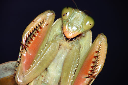 La Mantis Religiosa