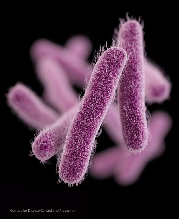 This illustration made available by the Centers for Disease Control and Prevention shows the Shigella bacteria. (AP Photo/CDC)