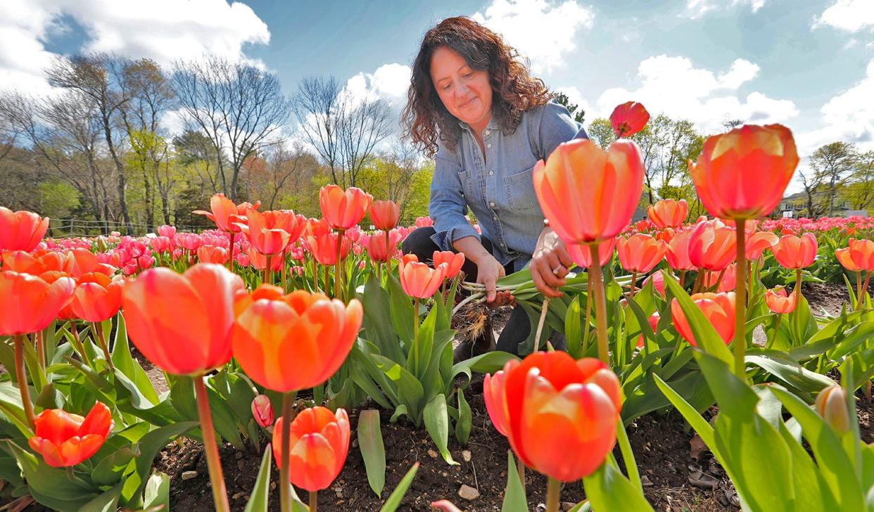 Owner Nikki Bartley harvests tulips for sale in the farm shop Tuesday, April 25, 2023.Cross Street Flowers on Jacobs Lane in Norwell is bursting with color provided by more than 100,000 tulips in 50 varieties.