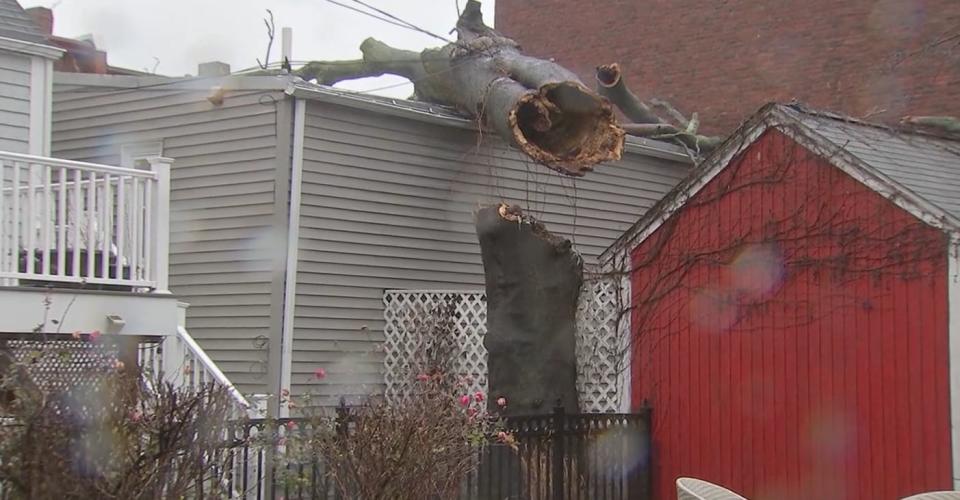 Tree on home on F Street in South Boston