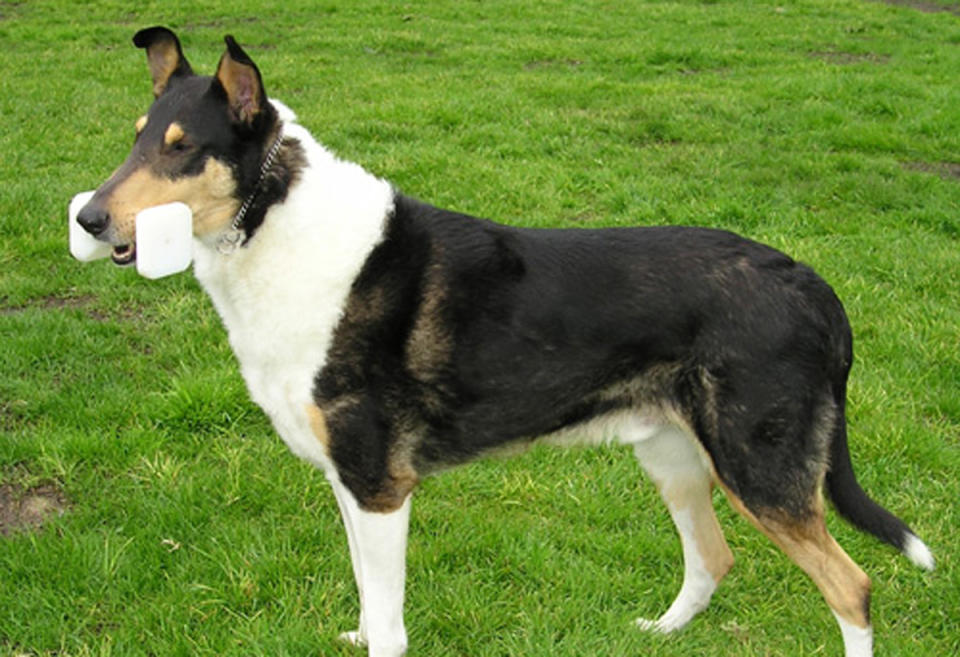 <p>Originally used for herding, the smooth collie is believed to descended from a population of shepherds’ dogs brought to Scotland by the Romans around the 5th century. </p>