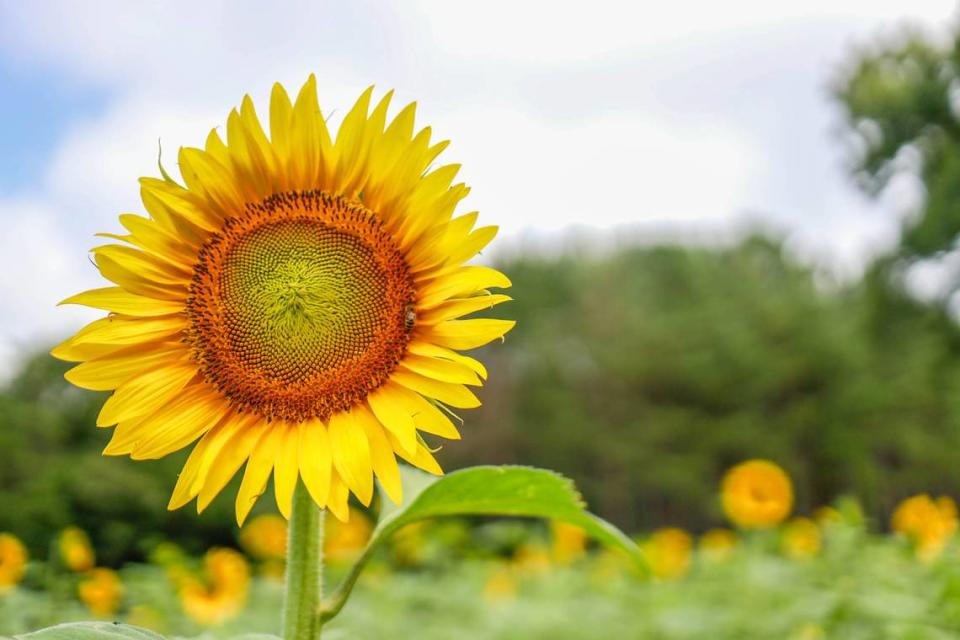 Sunflowers at Draper Wildlife Management.