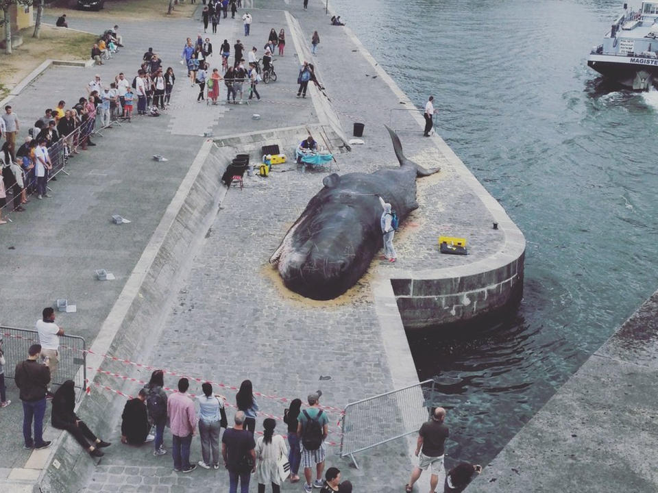 Das steckt hinter dem gestrandeten Wal in Paris