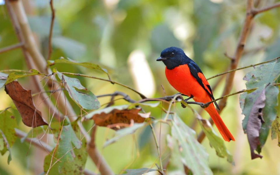 Scarlet minivet - Getty