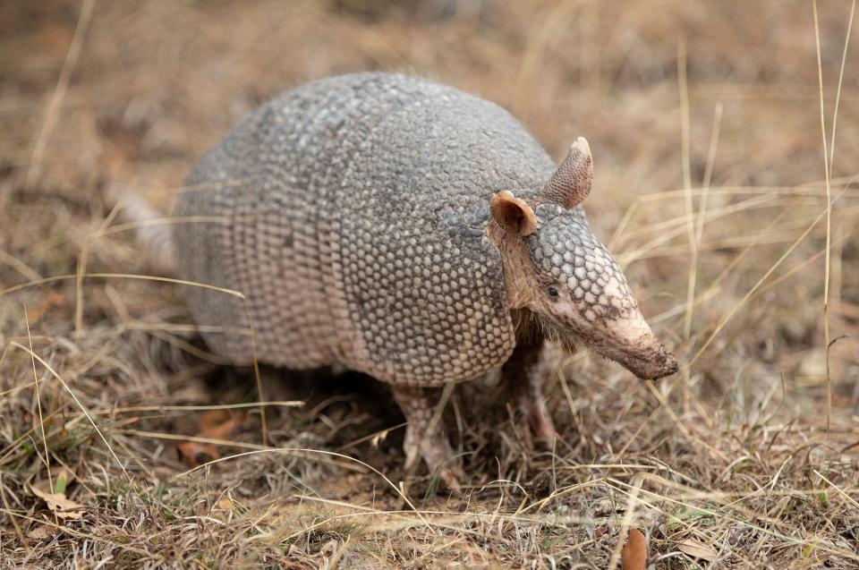 Bee Cave Bob, a nine-banded armadillo, gets ready to predict the weather during Armadillo Day at the West Pole in Bee Cave on Feb. 2, 2022. Closely associated with Texan identity, these particular armadillos are relatively recent immigrants to the area.