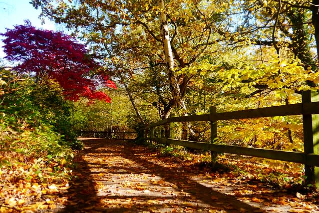 Danbury Country Park