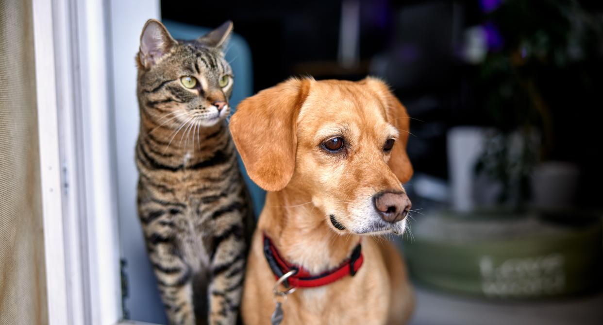 A cat and a dog sit in a window and look out. New data has revealed the most popular pet names. (Getty Images)