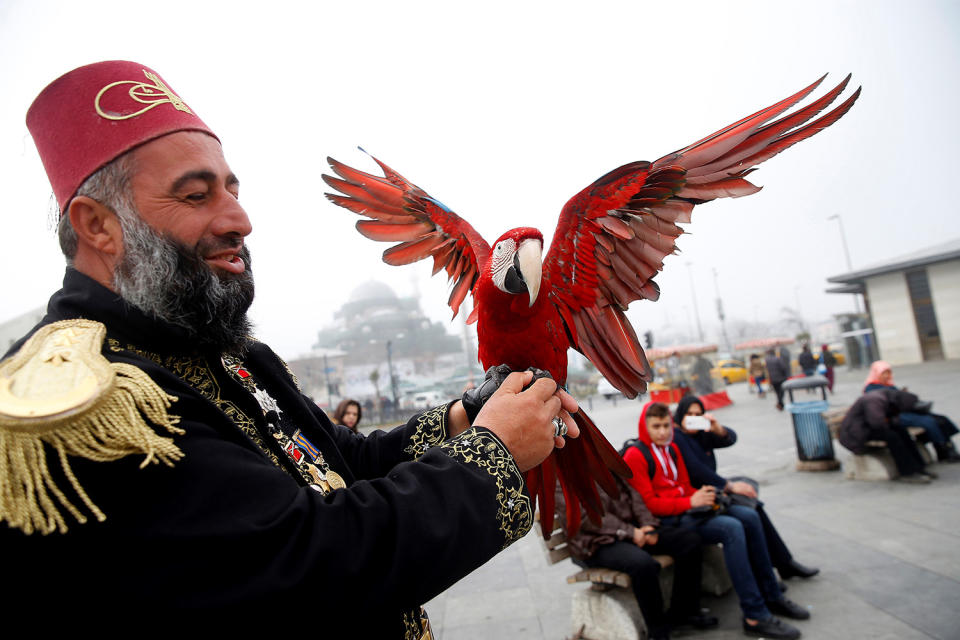 Life with a parrot in Istanbul