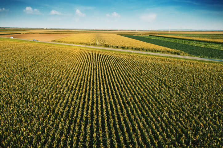 An aerial view of a corn field.