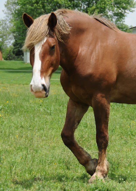 A 10 year old, 17 hand Belgian draft mare, Athena is a big girl with big personality to match!   Although she has sidebone and cannot be ridden, she loves attention and will be the first to greet you in the field. Athena requires daily low-cost medication to keep her comfortable and daily loving, so lots of pampering and grooming are a must!