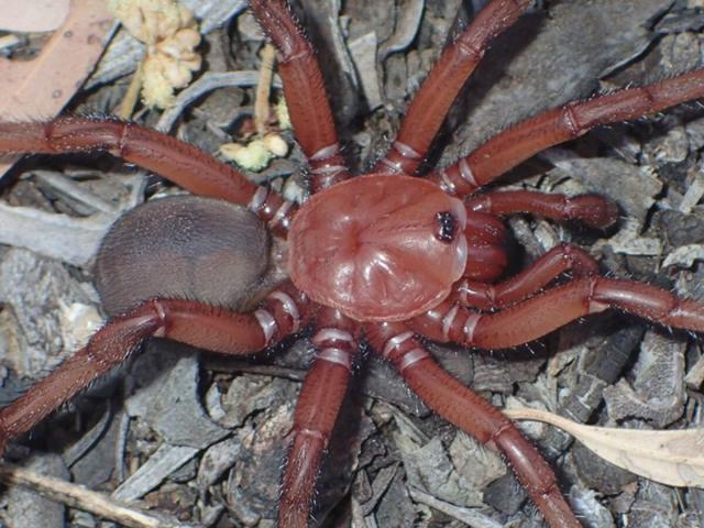 Une nouvelle espèce d'araignée pouvant vivre 20 ans découverte en