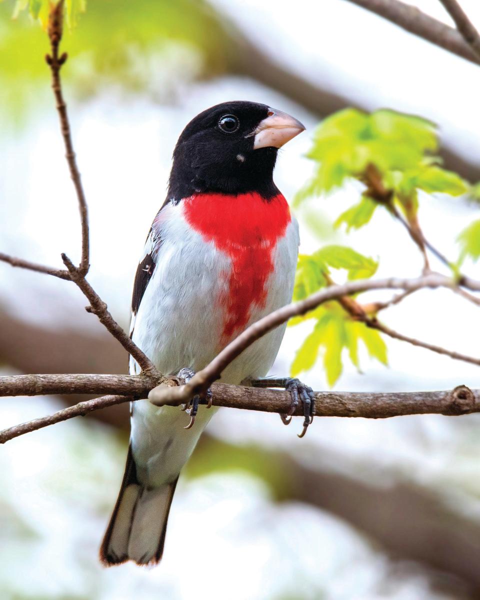 Migratory birds such as this rose-breasted grosbeak breed in the Great Smoky Mountains. They could potentially fly over urban areas, including Asheville, on their way to and from the Smokies