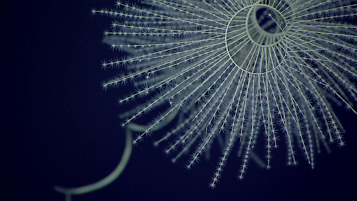  Iridogorgia magnispiralis, a deep-sea octocorals that are known to be bioluminescent. 