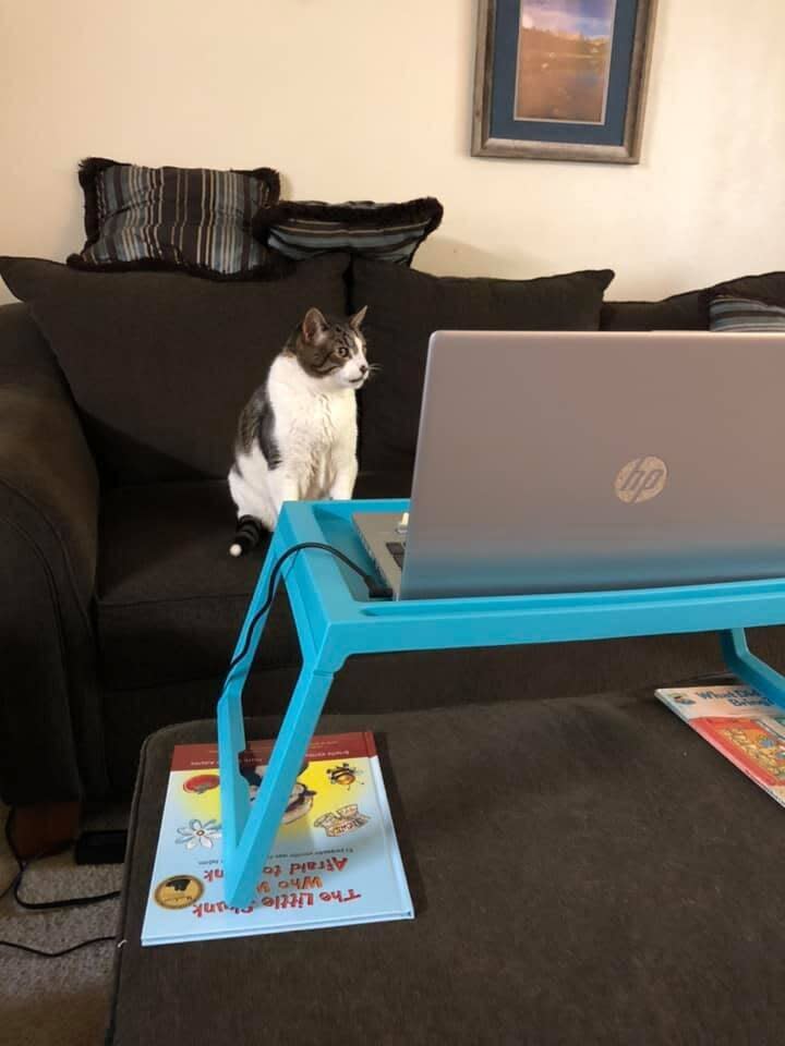 "Dash, aka Mr. Meowmers, ready for his Zoom meeting." &mdash; <i>Susan S.</i>