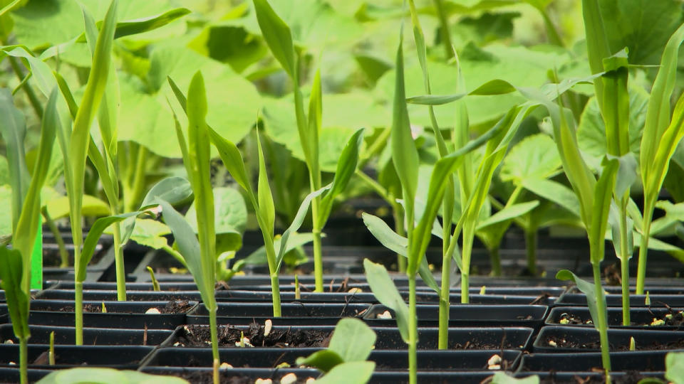 Around 100,000 plants are being grown inside of the city's greenhouses.