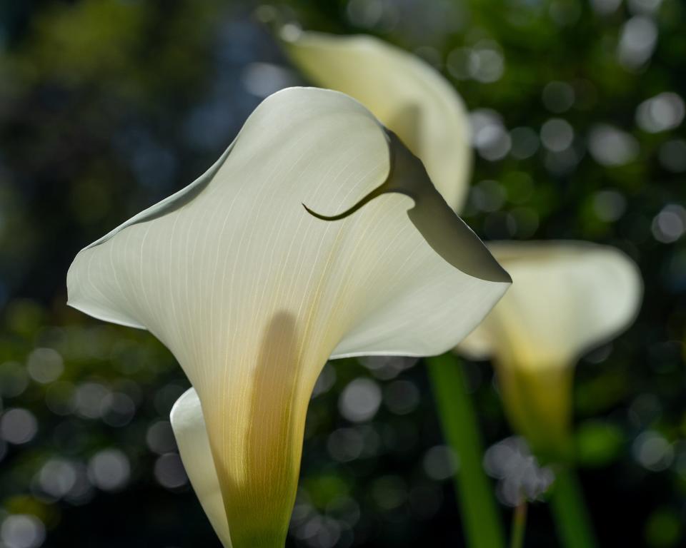 Bettina Engelman used a Sony A7ii camera digital mirrorless camera to photograph a calla Lilly at her home.