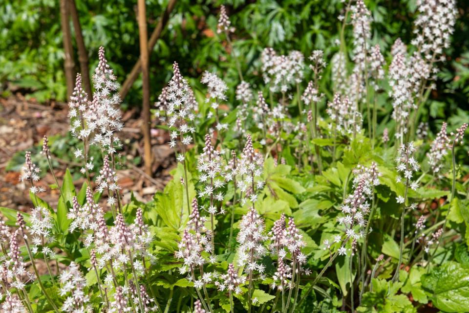 shade flowers foamflower