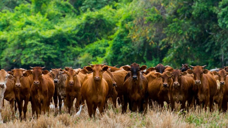 ganado en medio de un bosque