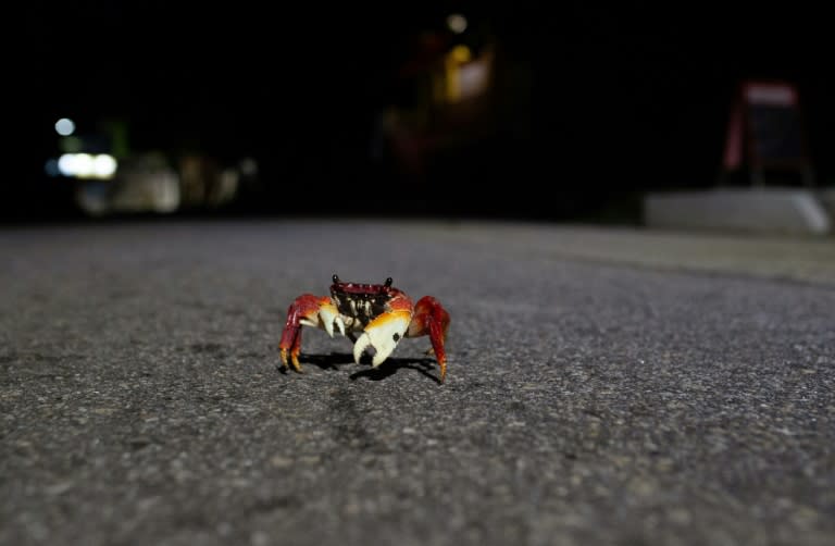 Some 475 million vertebrate animals die on Brazilian roads every year (TERCIO TEIXEIRA)