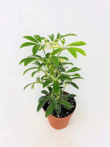 Schefflera Arboricola Variegated 'Umbrella Plant' 4