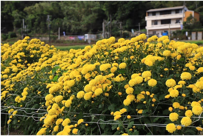 苗栗銅鑼賞杭菊