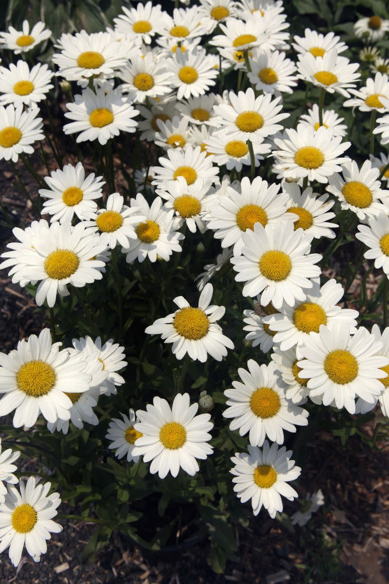 summer flowers daisy