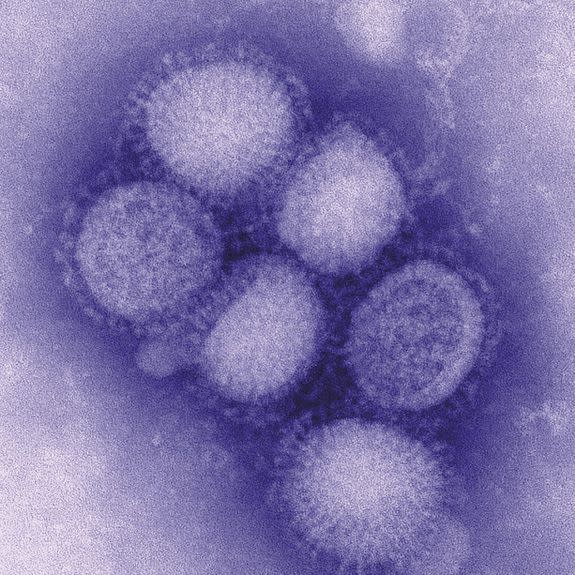 An 2009 image of a collection of the influenza A H1N1 viruses.