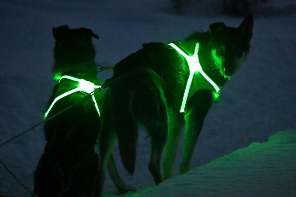 美國阿拉斯加「長途競速雪橇賽」3月2日登場，大會允許參賽狗兒戴上螢光項圈或背帶。圖為1月23日所攝，2隻被訓練為領跑犬的狗兒。美聯社