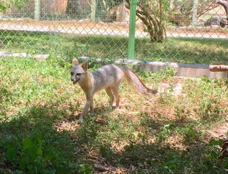 Gray fox, seen at the Laredo College Nature Center