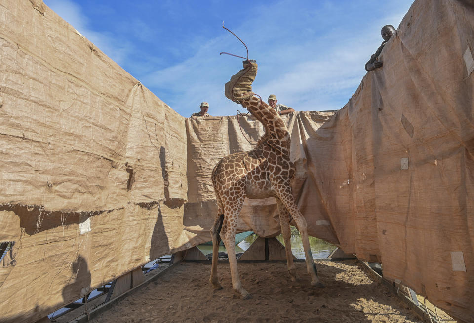 In this image released by World Press Photo, Thursday April 15, 2021, by Ami Vitale for CNN, titled Rescue of Giraffes from Flooding Island, which won the first prize in the Nature Singles category, shows A Rothschild's giraffe (Giraffa camelopardalis rothschildi) is transported to safety in a custom-built barge from a flooded Longicharo Island, Lake Baringo, in western Kenya, on Dec. 3, 2020. (Ami Vitale for CNN, World Press Photo via AP)