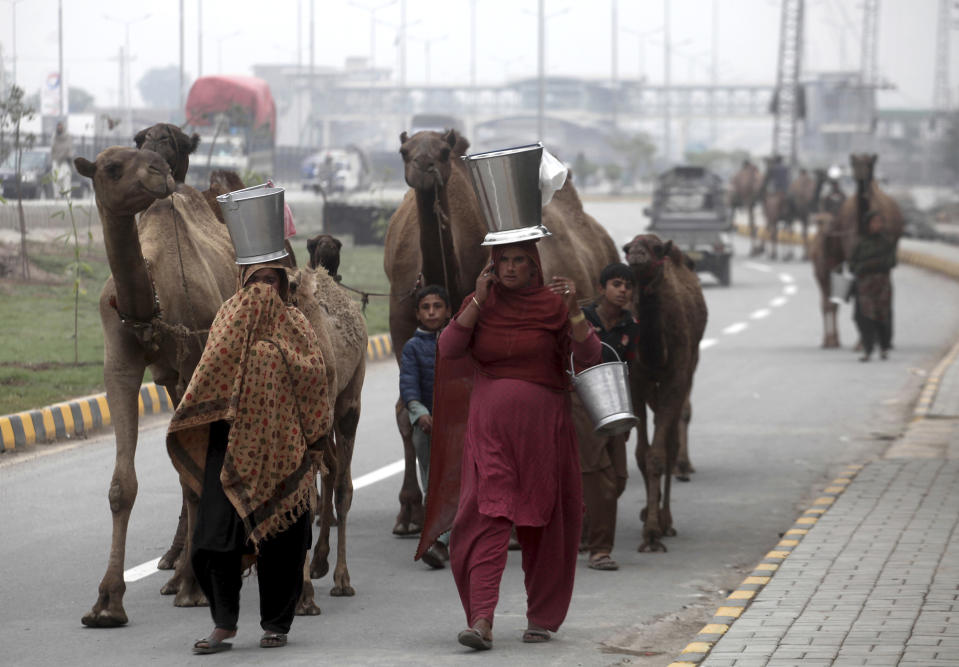 Pakistani nomadic women carry camel milk in pails, as they escort their herd in Peshawar, Pakistan, Wednesday, Nov. 13, 2019. Milk sellers believe that camel milk cures many diseases including diabetes and renal failure. (AP Photo/Muhammad Sajjad)