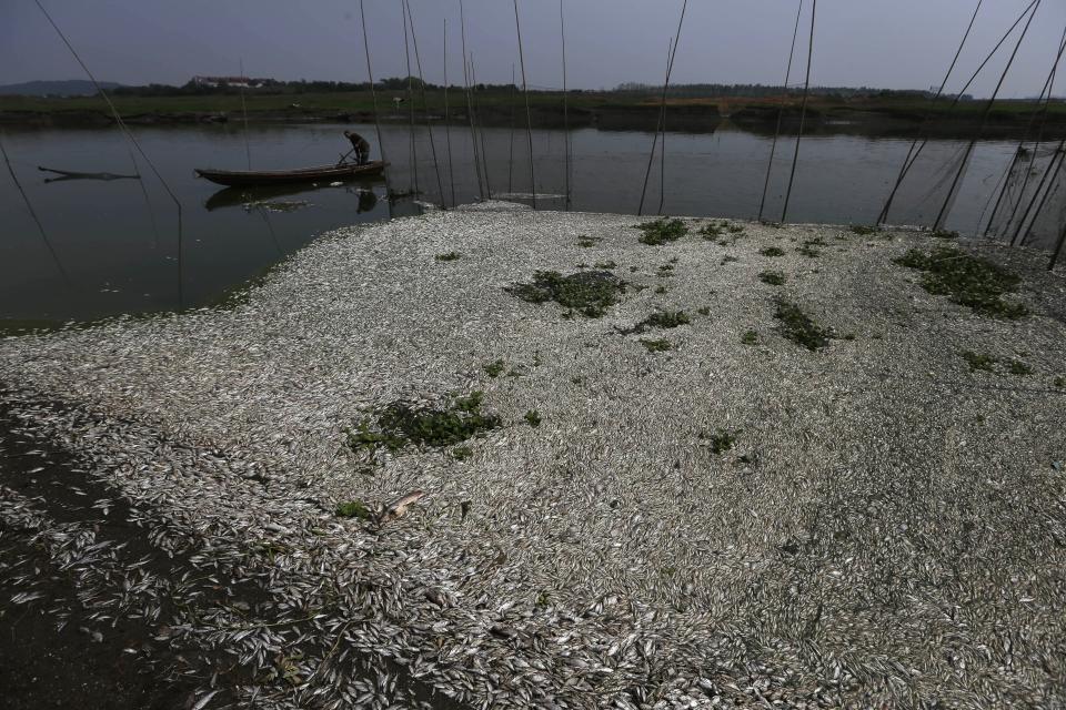 This picture taken on September 3, 2013 shows dead fish floating on the Fuhe river in Wuhan, in central China's Hubei province after large amounts of dead fish began to be surface early the day before. (STR/AFP/Getty Images)