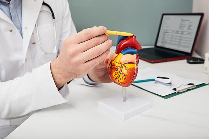 médico con una maqueta de un corazón señalando la aorta