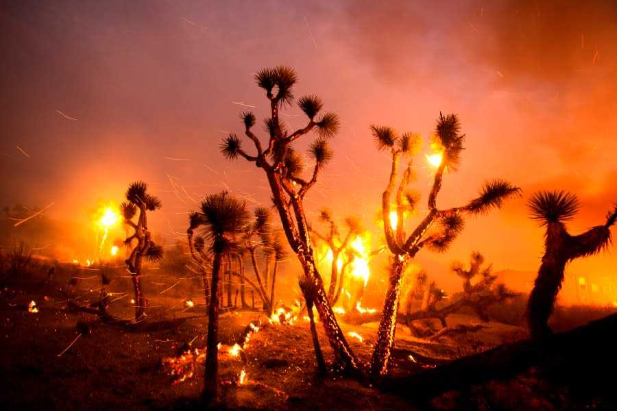 The wind whips embers from the Joshua trees burned by the Bobcat Fire in Juniper Hills, Calif., Friday, Sept. 18, 2020. (AP Photo/Ringo H.W. Chiu)