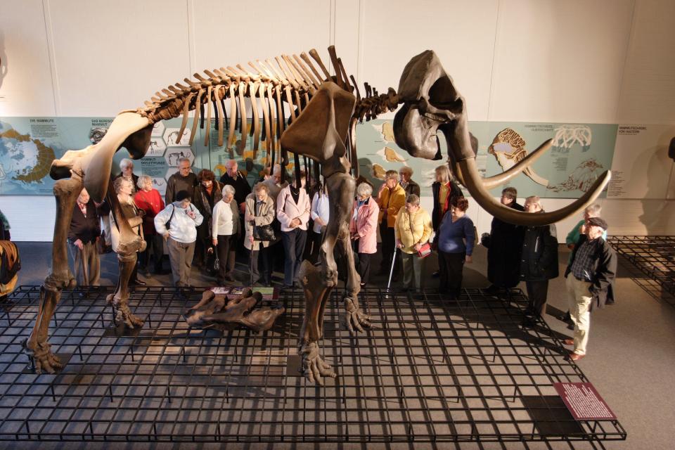 People gather around the fossilized skeleton of a woolly mammoth at the QUADRAT museum in Germany