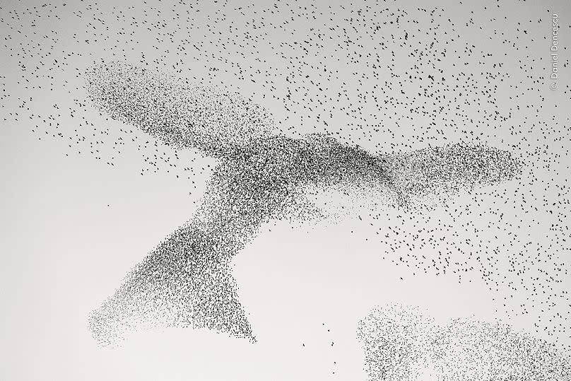 'Starling Murmuration' by Daniel Dencescu, Germany/Romania.