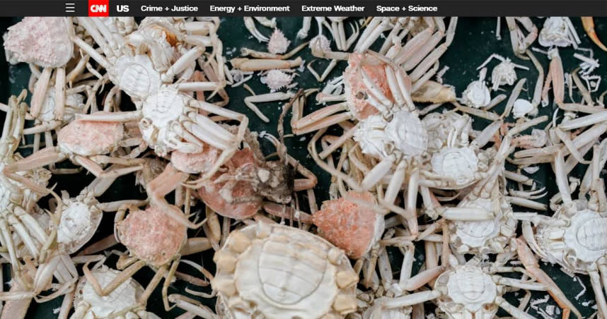 研究顯示，因全球暖化，松葉蟹「數以億計」的死亡。（圖／擷取自CNN）