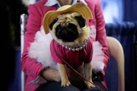Tilly, a pug and member of a group on Instagram called "Pugdashians", is seen at the American Kennel Club Meet the Breeds event in New York, U.S., February 10, 2018. REUTERS/Caitlin Ochs