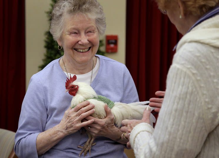 Retiree Barbara Stevens holds rooster “Prince Peep,” who is wearing one of the sweaters knitted for him. (Photo: AP/Steven Senne)