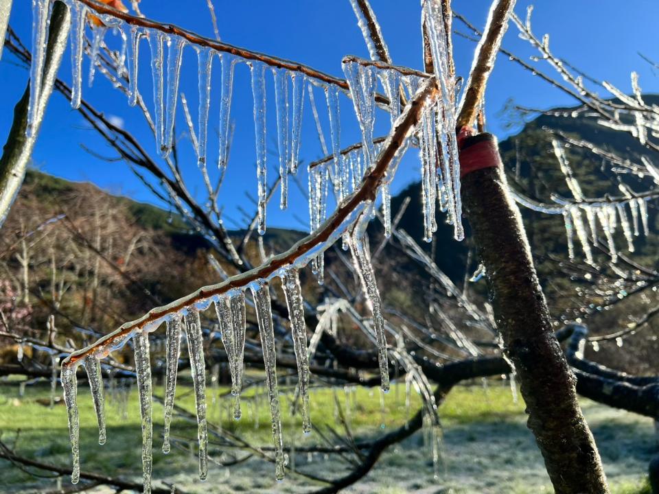 各種形狀的冰柱。武陵農場提供